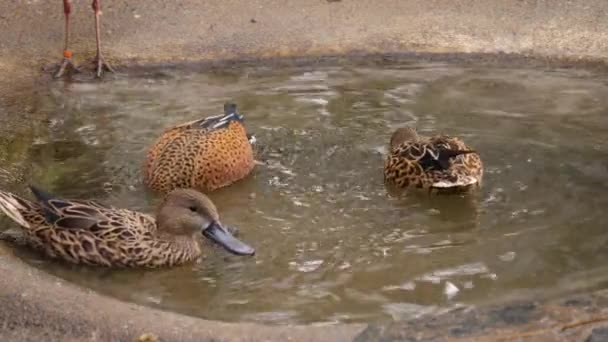 将三只鸭子关在一只小鸟的小澡盆里喝水 — 图库视频影像