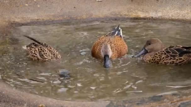 Acercamiento Tres Patos Pequeño Baño Pájaros Moviendo Cabeza — Vídeos de Stock