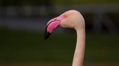 Flamingo başını yavaşça çevir..