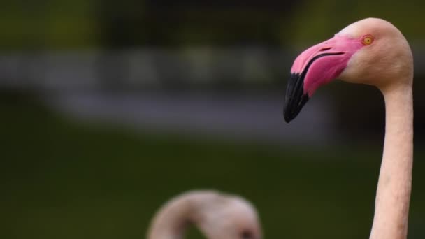 Zbliżenie Głowy Flaminga Powoli Skręca Lewo Prawo — Wideo stockowe