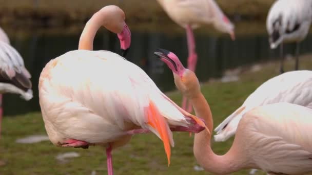 Perto Flamingos Lado Outro — Vídeo de Stock