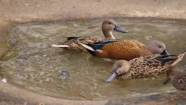 Close Three Ducks Small Bird Bath Drinking Water Chasing Each — Stock Video