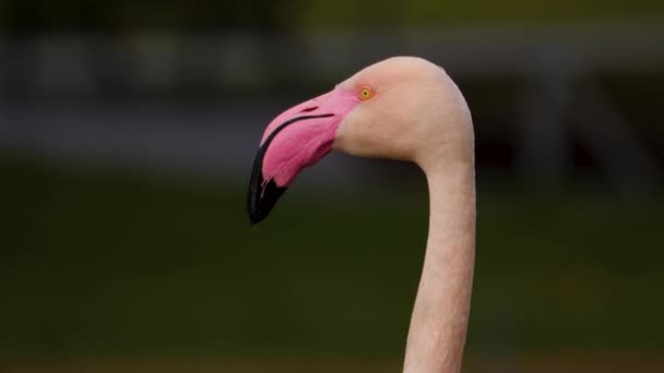 Zbliżenie Głowy Flaminga Powoli Obracając — Wideo stockowe