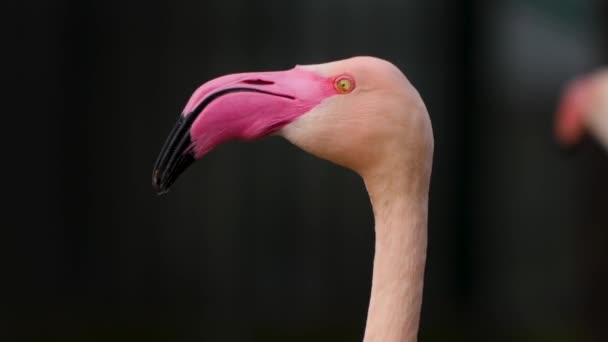 Sluiten Van Flamingo Hoofd Langzaam Draaien — Stockvideo