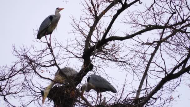 Herons Toppen Ett Träd Häckande — Stockvideo