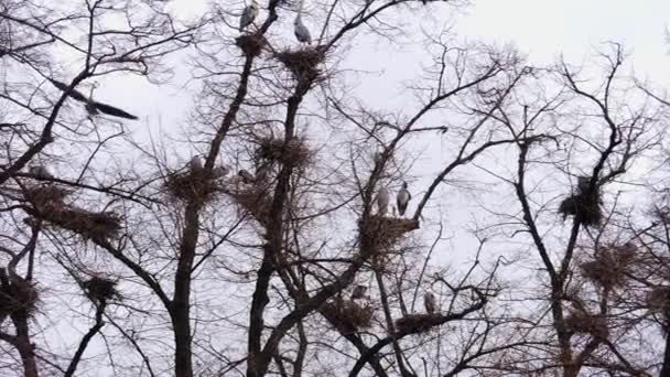 Herons Toppen Ett Träd Häckande — Stockvideo