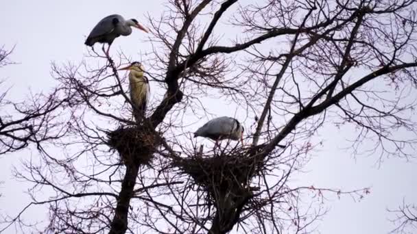 Herons Top Tree Nesting — Stock Video