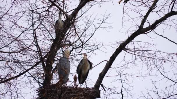 Herons Top Tree Nesting — Stock Video