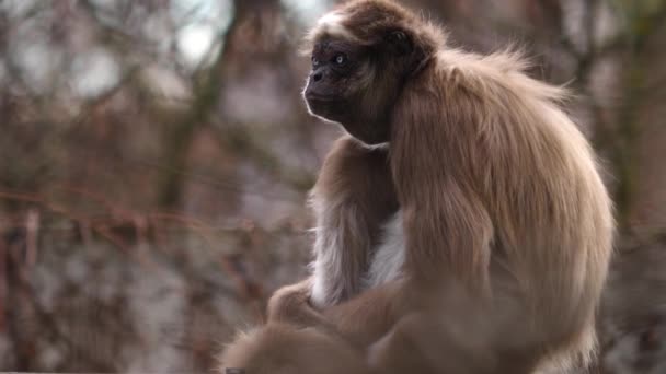 Gros Plan Singe Araignée Assis Sur Une Branche Regardant Autour — Video