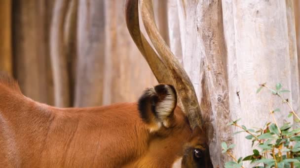 Primer Plano Montaña Africana Bongo Antílope — Vídeos de Stock