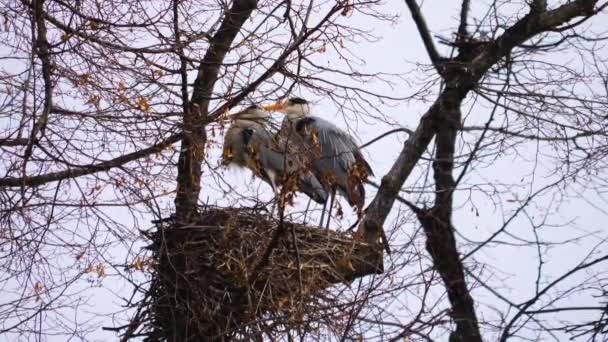 Herons Toppen Ett Träd Häckande — Stockvideo