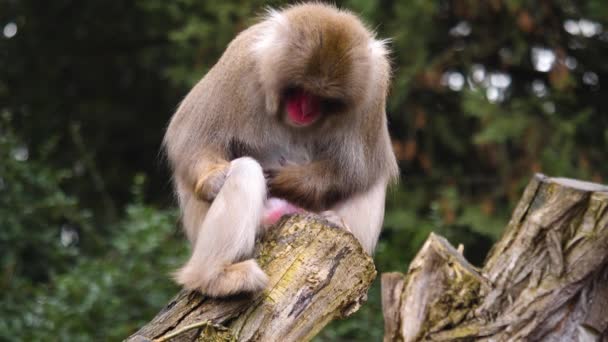 Close Macaco Japonês Grooming Ele Mesmo Ser Surpreendido — Vídeo de Stock