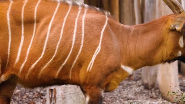 Fechar Montanha Africana Bongo Antílope — Vídeo de Stock