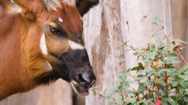 Gros plan sur l'antilope africaine du Bongo 