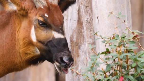 Sluiten Van Afrikaanse Berg Bongo Antilope — Stockvideo