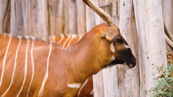 Primo Piano Dell Antilope Montagna Africana Bongo — Video Stock