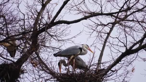 Herons Top Tree Nesting — Stock Video