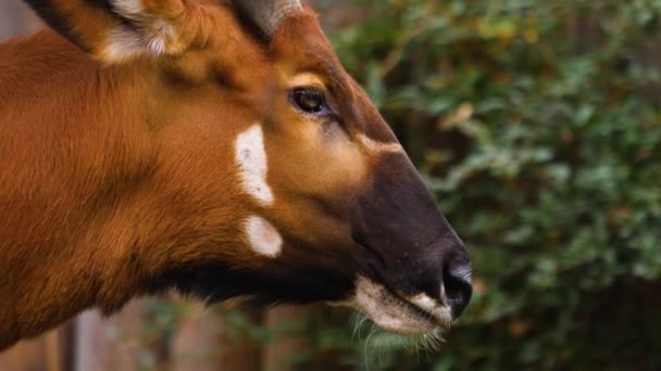 Sluiten Van Afrikaanse Berg Bongo Antilope — Stockvideo