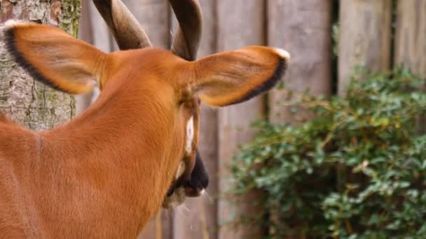 Primo Piano Dell Antilope Montagna Africana Bongo — Video Stock