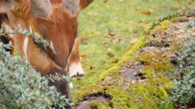 Afrika 'nın Bongo Dağı' nın antiloplarına yaklaş 