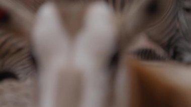 Antilop başlığını kapatın. 