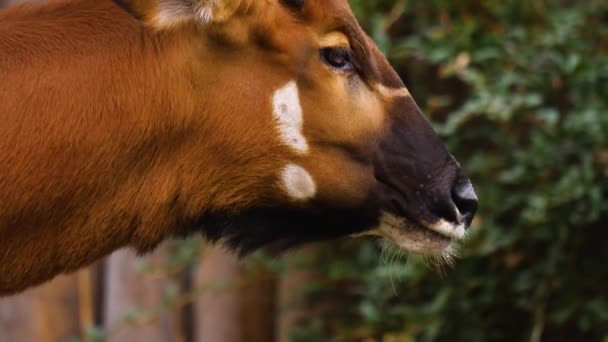 Sluiten Van Afrikaanse Berg Bongo Antilope — Stockvideo