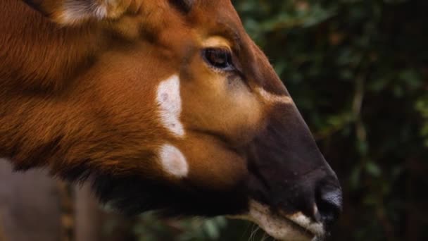 Primo Piano Dell Antilope Montagna Africana Bongo — Video Stock