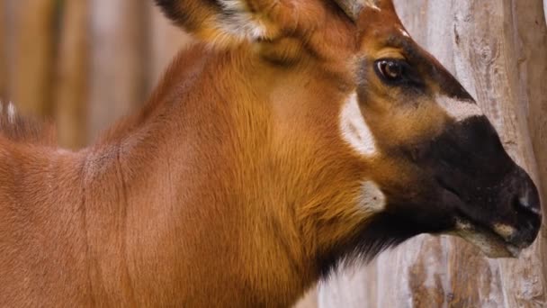 Sluiten Van Afrikaanse Berg Bongo Antilope — Stockvideo