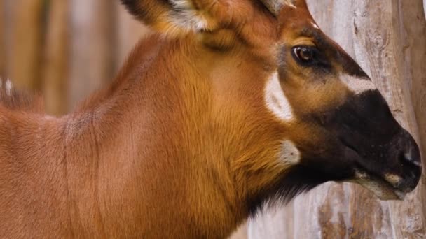Gros plan sur l'antilope africaine du Bongo 