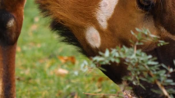 Primo Piano Dell Antilope Montagna Africana Bongo — Video Stock