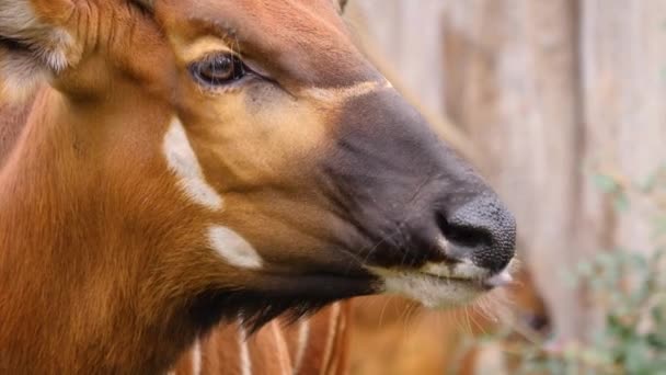 Gros plan sur l'antilope africaine du Bongo 