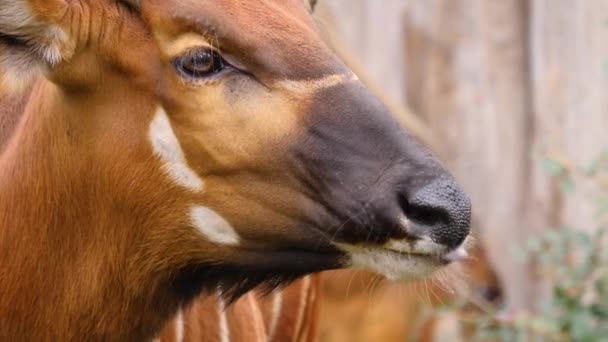 Närbild Afrikanska Berg Bongo Antilop — Stockvideo