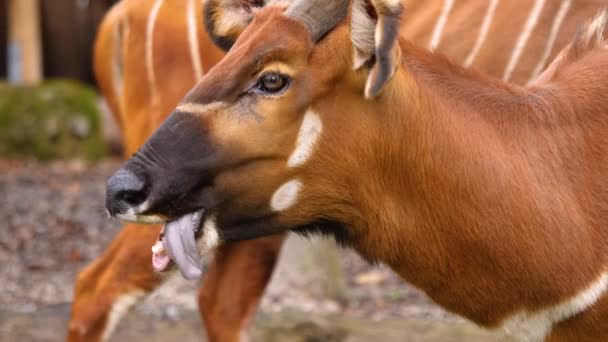 Primer Plano Montaña Africana Bongo Antílope — Vídeos de Stock