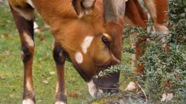 Primo Piano Dell Antilope Montagna Africana Bongo — Video Stock