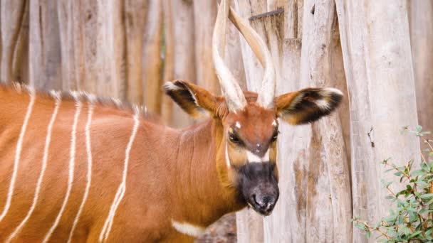 Primo Piano Dell Antilope Montagna Africana Bongo — Video Stock