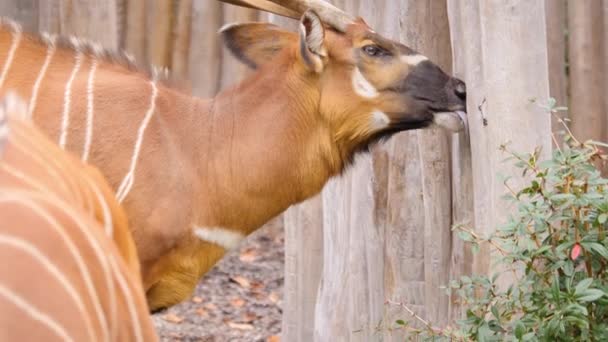 Sluiten Van Afrikaanse Berg Bongo Antilope — Stockvideo