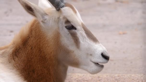 Gros Plan Tête Antilope Oryx — Video