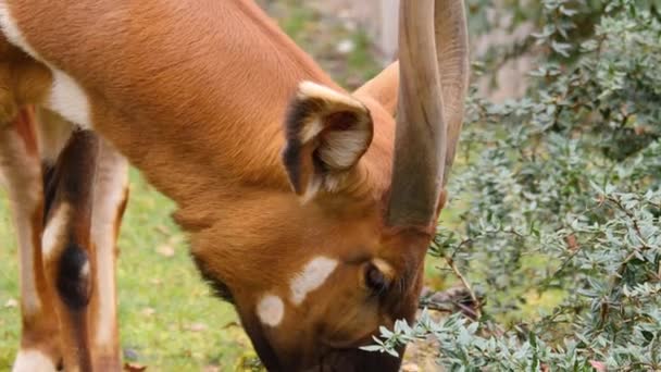 Close African Mountain Bongo Antelope — Stock Video