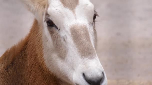 Primer Plano Cabeza Del Antílope Oryx — Vídeos de Stock