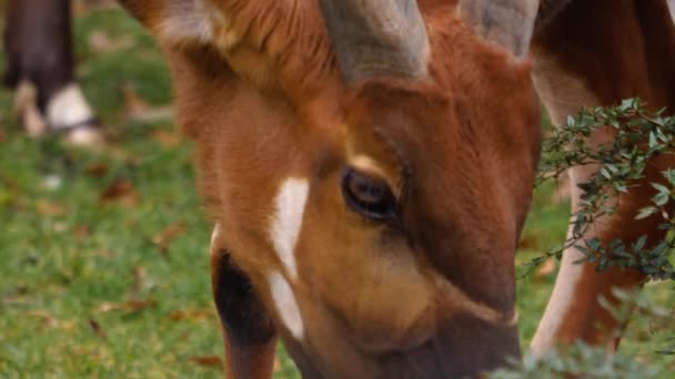 Primo Piano Dell Antilope Montagna Africana Bongo — Video Stock