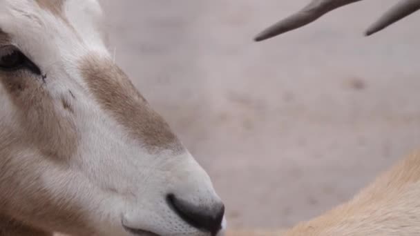 Nahaufnahme Vom Kopf Einer Oryx Antilope — Stockvideo
