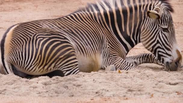 Close Zebra Resting Ground — стоковое видео