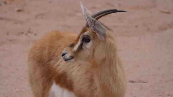 Zblízka Gazelle Antelope Stojí Žvýká — Stock video