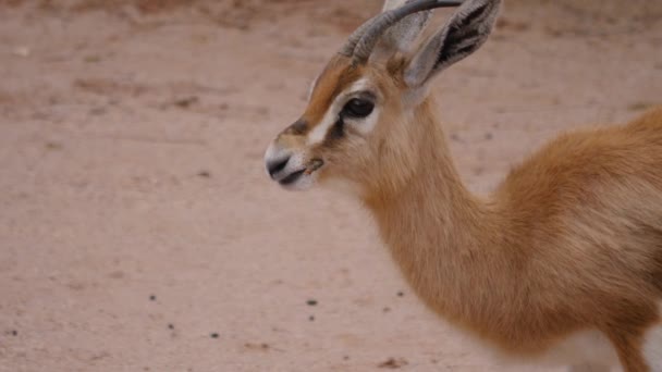 Primo Piano Gazelle Antelope Piedi Masticare — Video Stock