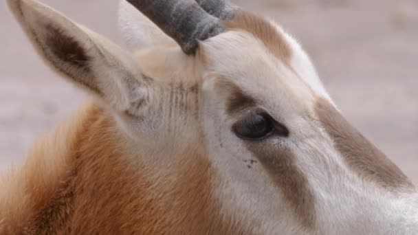 Gros Plan Tête Antilope Oryx — Video