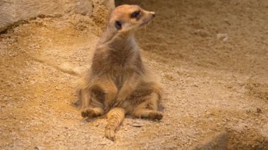 Mirketin yanına otur ve etrafa bak. 