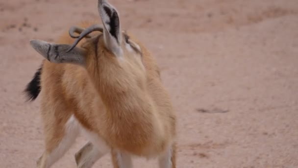 Primer Plano Gazelle Antelope Pie Limpieza Mismo — Vídeos de Stock