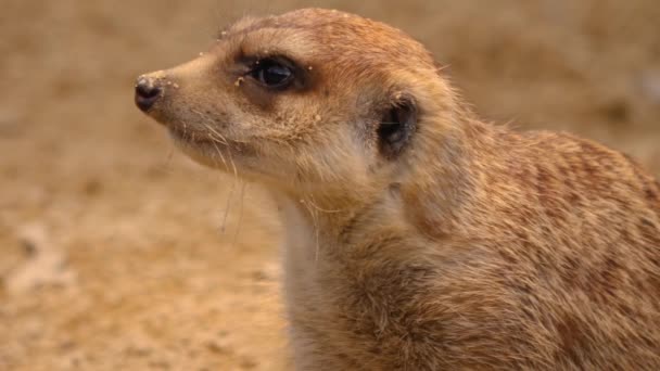 Närbild Meerkat Sitta Ner Och Titta Sig Omkring — Stockvideo