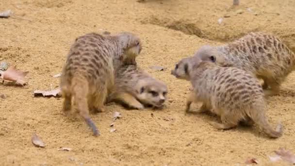 Gros plan de quatre suricates se battant et jouant
