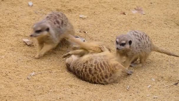 Gros plan de quatre suricates se battant et jouant